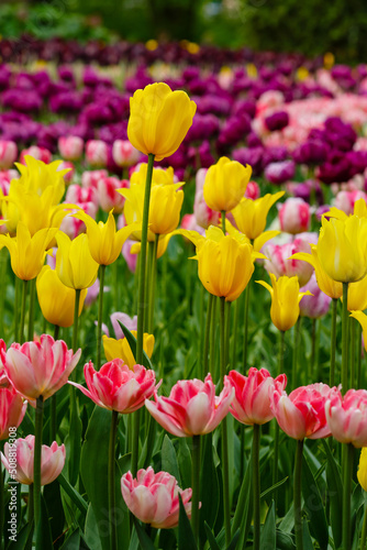 Yellow tulips in spring garden