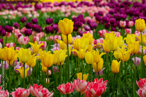 Yellow  vilolet or purple tulips in spring garden.jpg  Yellow tulips in spring garden