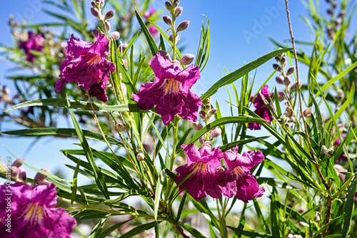 Closeup of blooming desert willow with blue sky