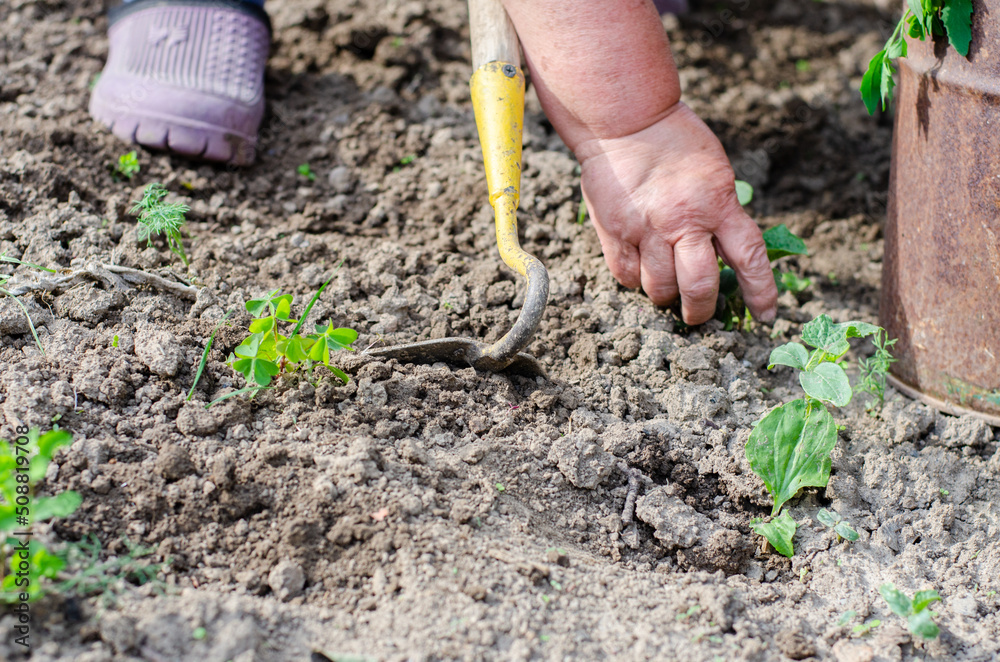 Working with a hoe and hands in the garden Working with a hoe and hands in the garden