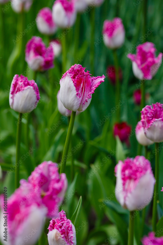 Beautiful tulips fringed tulip eyelash in spring garden Beautiful tulips fringed tulip eyelash in spring garden