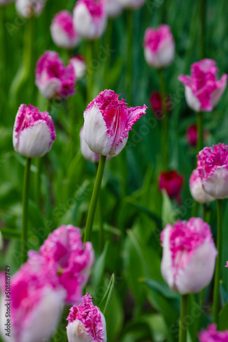 Beautiful tulips fringed tulip eyelash in spring garden