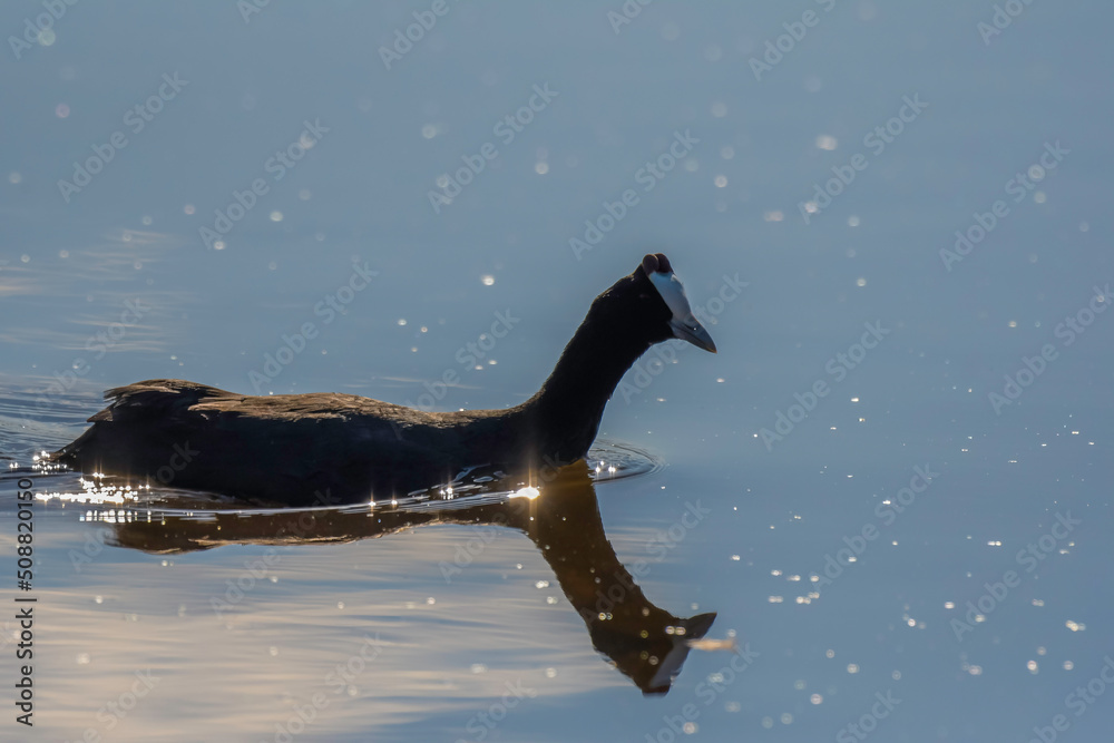 Fototapeta premium Red knobbed coot bird in action during sunset in South Africa