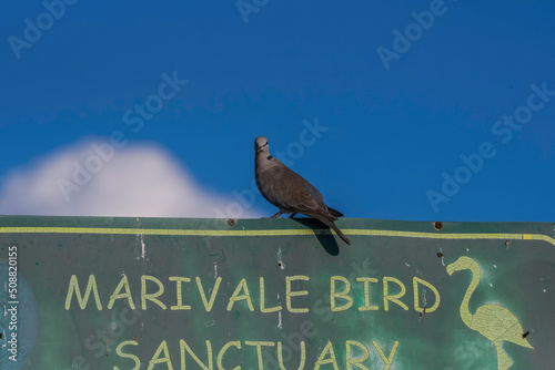 Marievale bird sanctuary in Nigel Gauteng photo