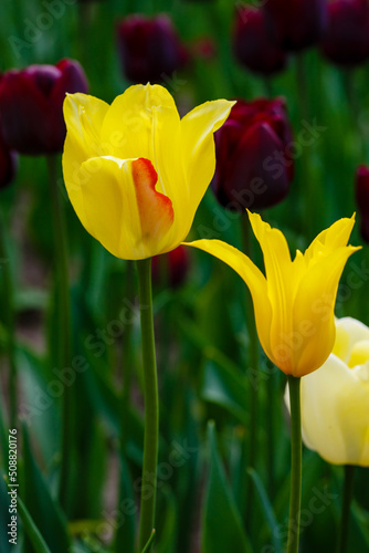 Yellow Tulips in the spring garden