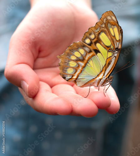A colorful butterfly sits on a child's hand.