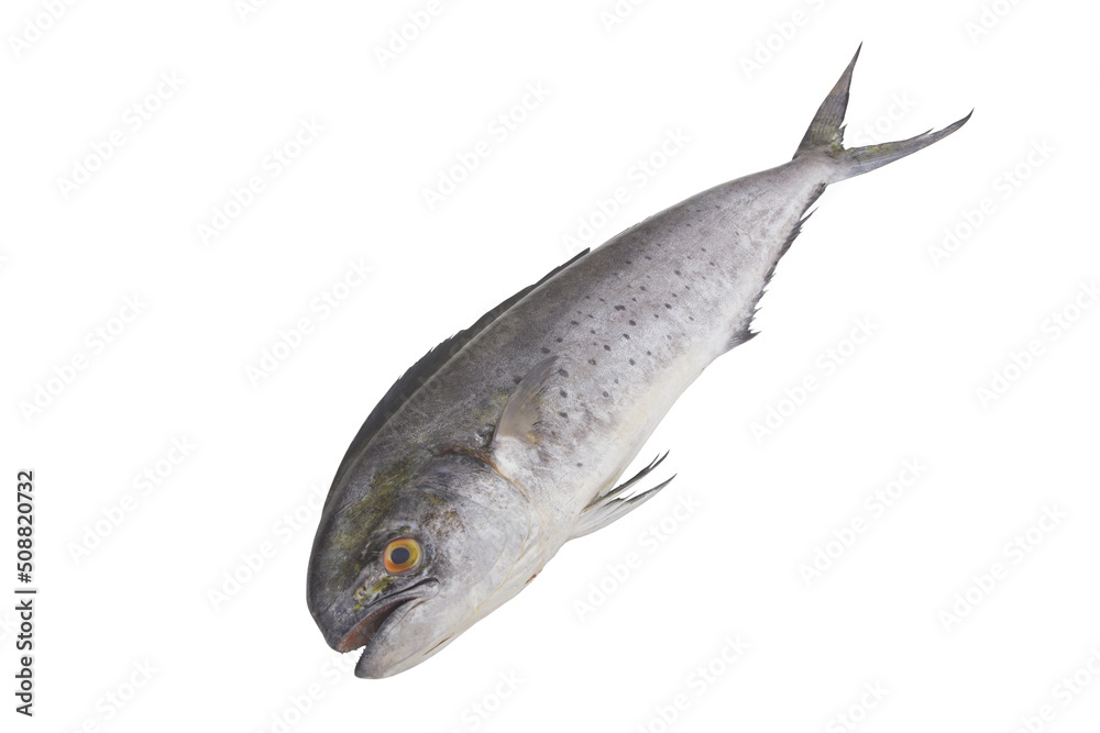 Obraz premium Fresh mahi-mahi fish or common dolphinfish isolated on white background, Coryphaena hippurus