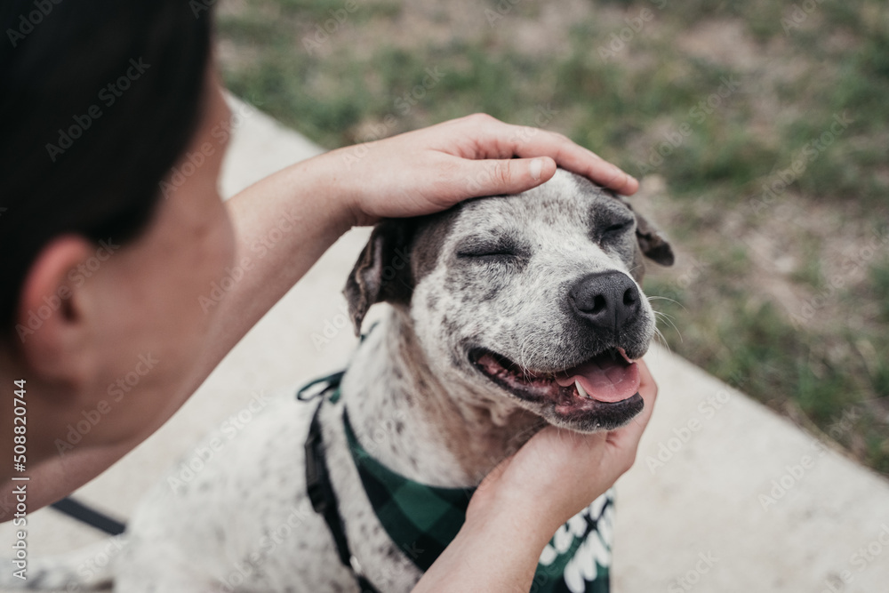 © Preeya - Rescue dog