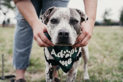 Rescue dog for adoption