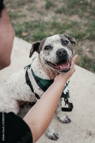 Rescue Dog