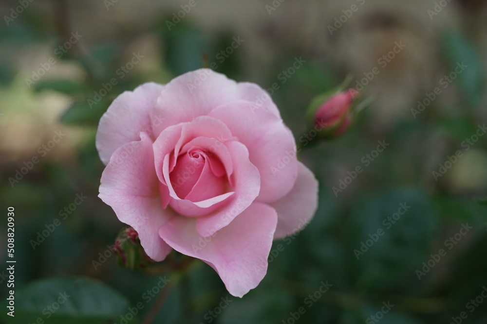 Rosen in einem Garten mit rosafarbiger Blume bei leicht geöffneter Blüte Rosen in einem Garten mit rosafarbiger Blume bei leicht geöffneter Blüte