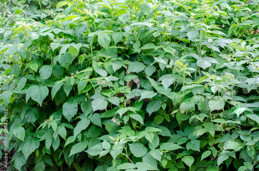 Green raspberry bush. Big green bush with leaves Green raspberry bush. Big green bush with leaves