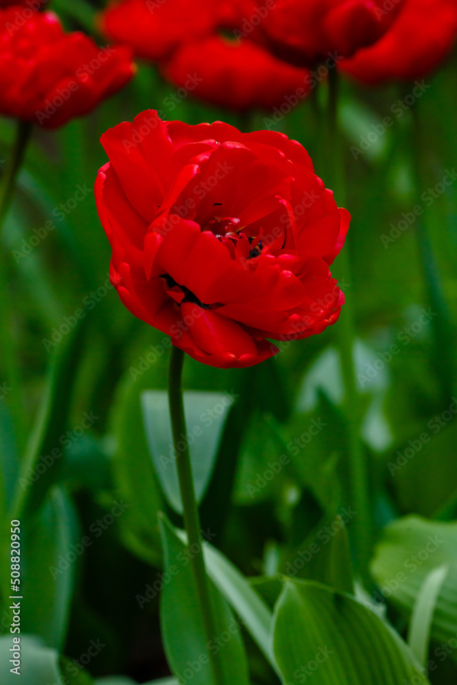 Miranda tulip, a charming red flower with double petals Miranda tulip, a charming red flower with double petals