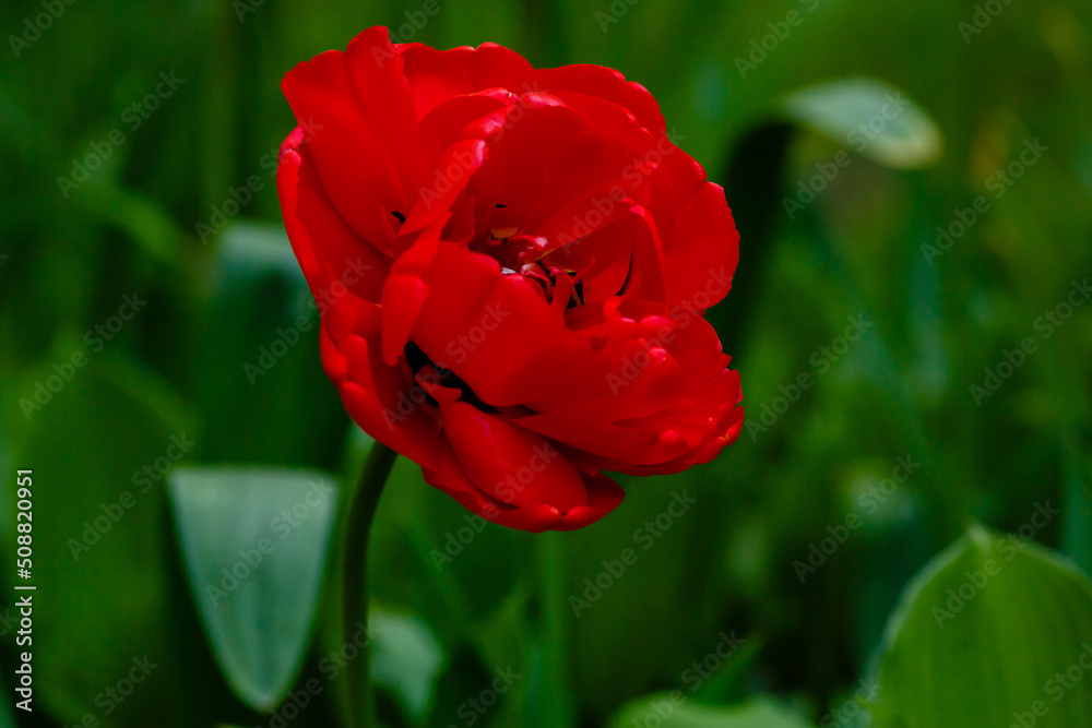 Miranda tulip, a charming red flower with double petals Miranda tulip, a charming red flower with double petals
