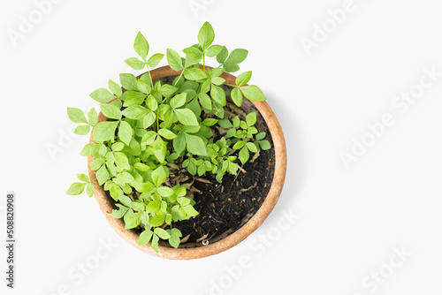 Grass plant in clay pot isolated on white background