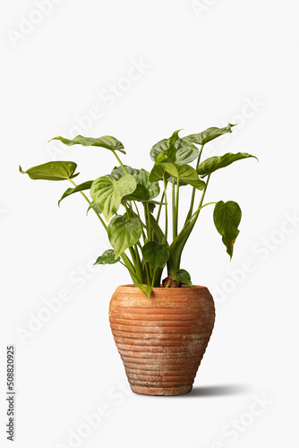 Front view of pot plant isolated on white background