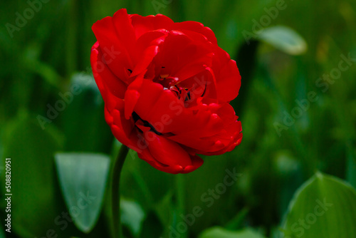 Foto Miranda tulip, a charming red flower with double petals