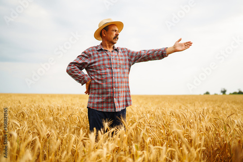 Farmer standing in a wheat field  looking at the crop. Agriculture  gardening or ecology concept.