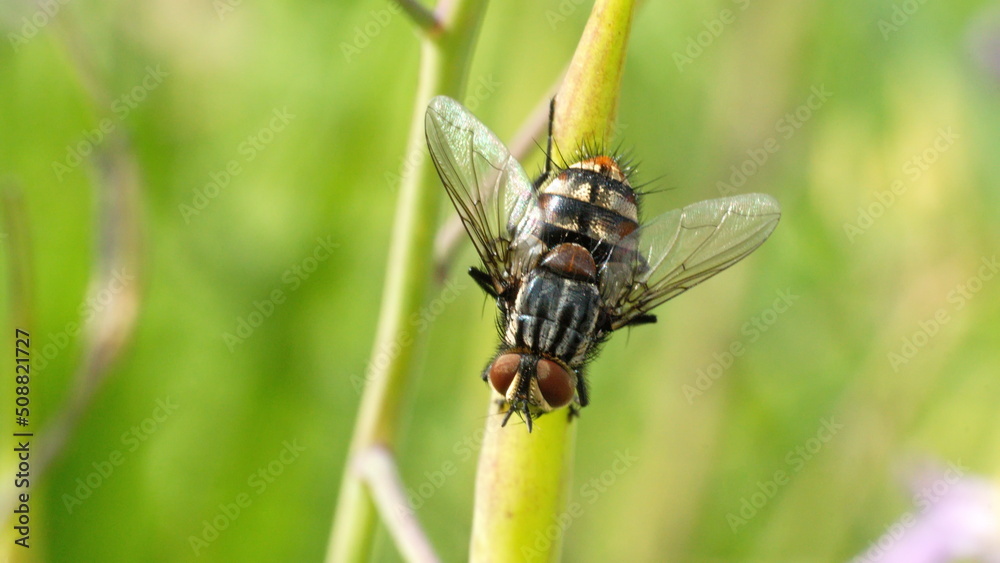 Fly on a blade of grass in Cotacachi, Ecuador Fly on a blade of grass in Cotacachi, Ecuador