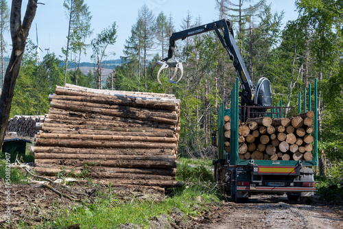 loading of pine trees in the forest