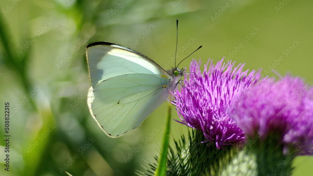 Cabbage butterfly on a Scotch thistle flower in Cotacachi, Ecuador Cabbage butterfly on a Scotch thistle flower in Cotacachi, Ecuador
