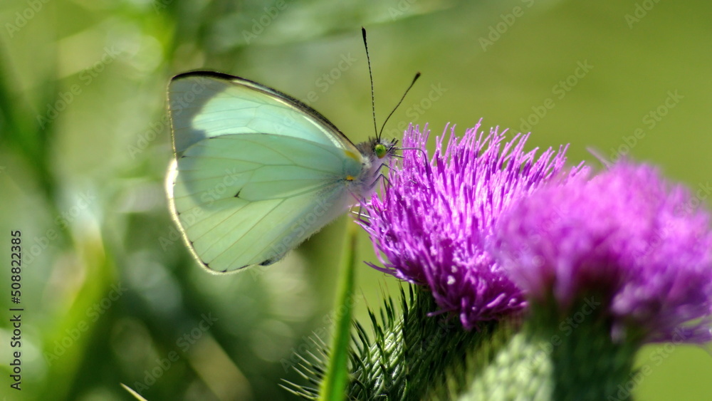 Cabbage butterfly on a Scotch thistle flower in Cotacachi, Ecuador Cabbage butterfly on a Scotch thistle flower in Cotacachi, Ecuador