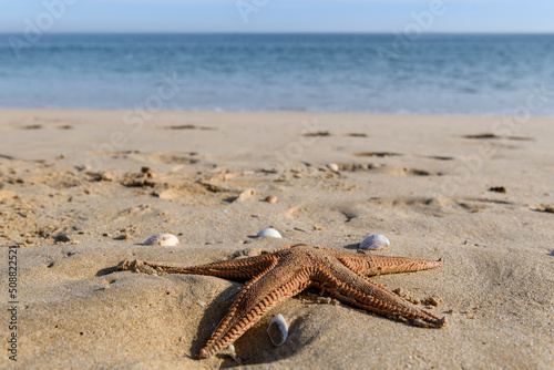 Starfish and shells on the sand beach. Summer vacation concept. 