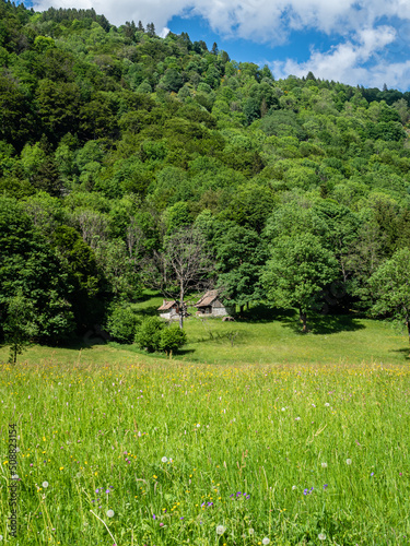 Meadow view in French Vosges moutains
