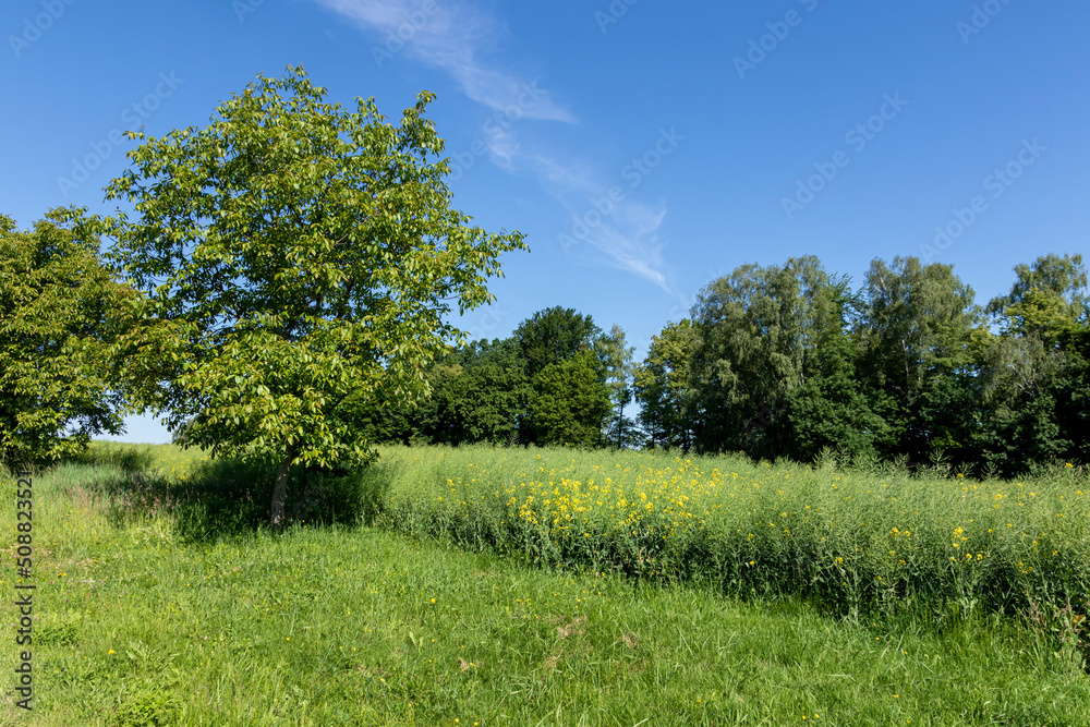 Landscape with field, trees and blue sky on a sunny day Landscape with field, trees and blue sky on a sunny day