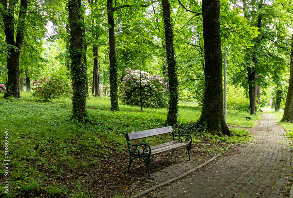 A lone park bench among the greenery