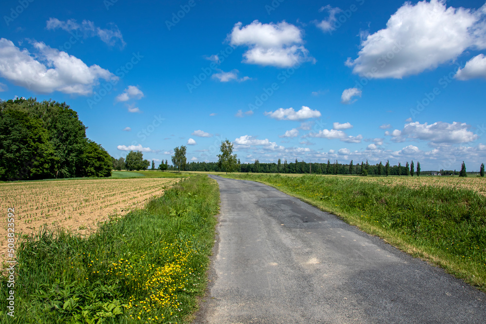 Road among the fields and trees on a sunny beautiful day