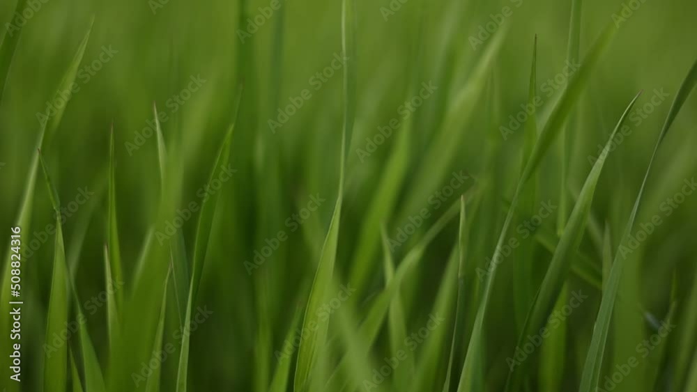 green grass close up. young green wheat grass. the camera moves through the green grass in slow motion. field of fresh grass in perspective in spring time. Harvest organic. green grass close up. young green wheat grass. the camera moves through the green grass in slow motion. field of fresh grass in perspective in spring time. Harvest organic.