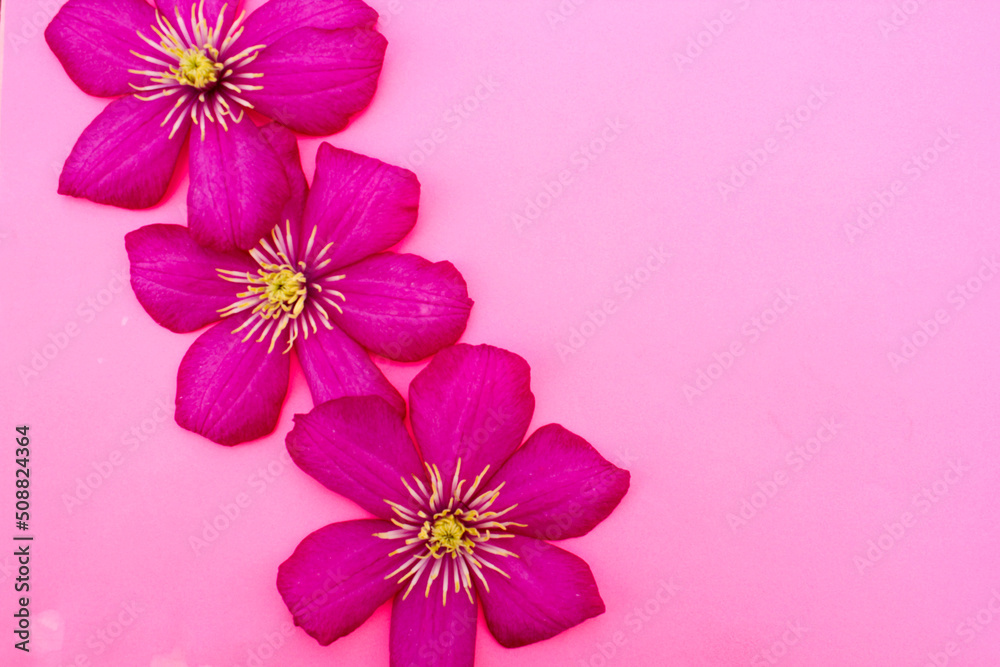 Flowering Pink Clematis hybrida . flowers on a pink background. Beautiful purple flowering .Clematis. A large clematis flower with yellow finger-like stamens. Flowering Pink Clematis hybrida . flowers on a pink background. Beautiful purple flowering .Clematis. A large clematis flower with yellow finger-like stamens.
