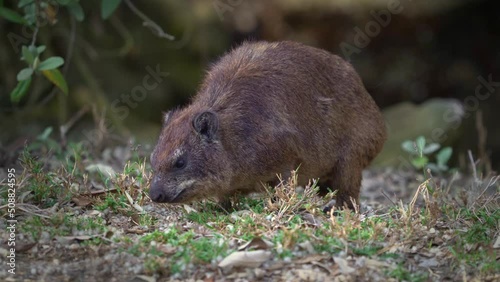 Rock Hyrax - Procavia capensis also dassie, Cape hyrax, rock rabbit or coney, terrestrial mammal native to Africa and the Middle East, order Hyracoidea genus Procavia. Eating and guarding on rocks.