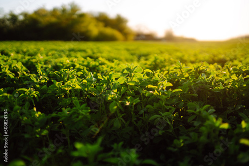 Green field of lucerne (Medicago sativa). Field of fresh grass growing. Agriculture, organic gardening, planting or ecology concept.