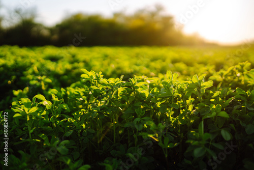 Green field of lucerne (Medicago sativa) фототапет