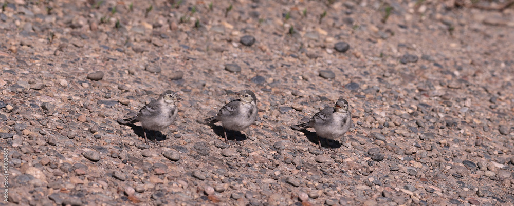 Three wagtails of the current year of birth lined up in one line Three wagtails of the current year of birth lined up in one line