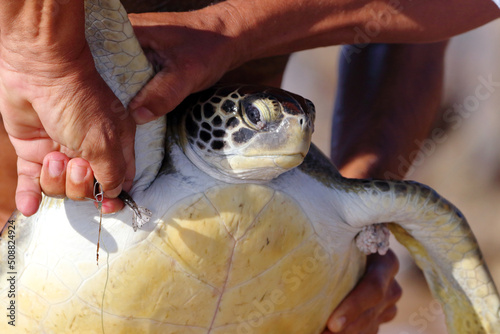 green turtle (Chelonia mydas) accidentally caught with a hook. Fishermen organized to save his life. endangered animal