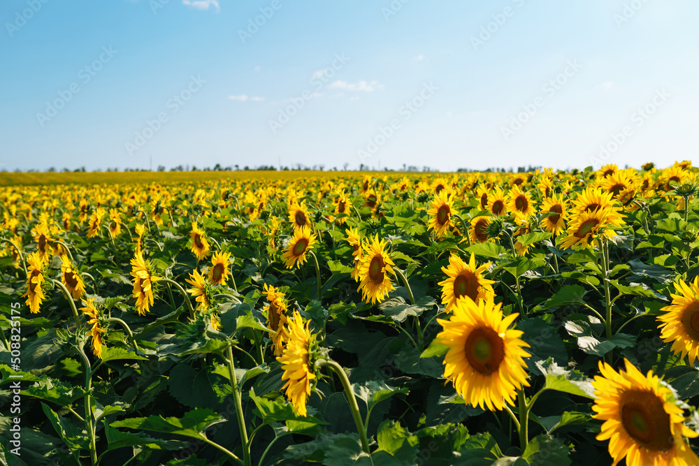 Obraz premium Field of blooming sunflowers. Agriculture, organic gardening, planting or ecology concept.