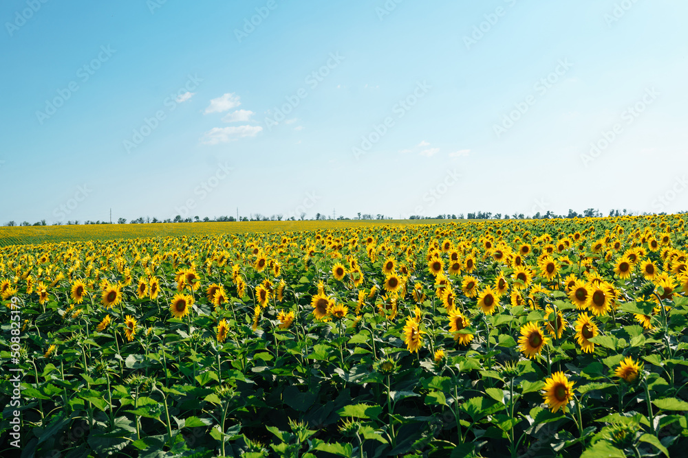 Field of blooming sunflowers. Agriculture, organic gardening, planting or ecology concept.