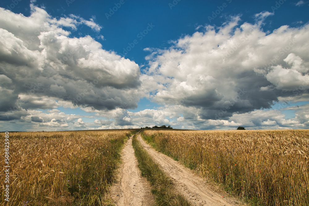 wheat field and blue sky in Ukraine