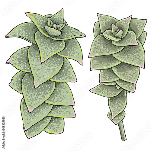 Greenery and succulent plant set on white background. Hand drawn branches or twigs, watercolour imitation, made of real plants. Succulents foliage for bouquets. Vector.