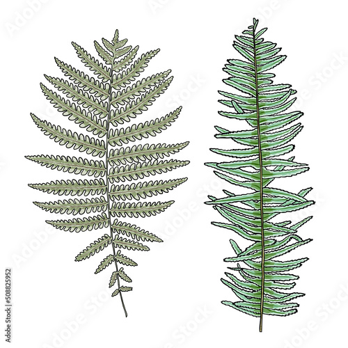 Set of green forest ferns, hand drawn art foliage, made of real natural leaves. Decorative domesticated for city landscapes and gardens. Park forest plants, leaves and young ferns. Vector.