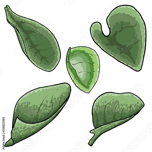 Set of Chelsea Wax Plant green leaf. Hoya Carnosa Krinkle leaves collection. Succulent lush. Vector.