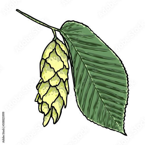 American hop hornbeam pod with green leaf tree branch. Ostrya carpinifolia twig. Vector.