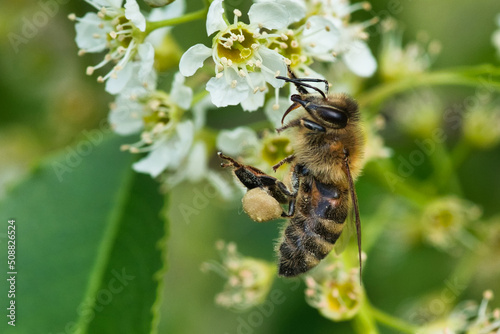 bee collects pollen, close
