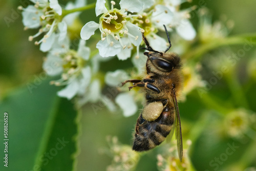 bee on a flower © Andrii