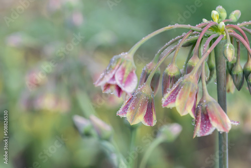 Closeup on honey garlic blossoms (Allium siculum). photo