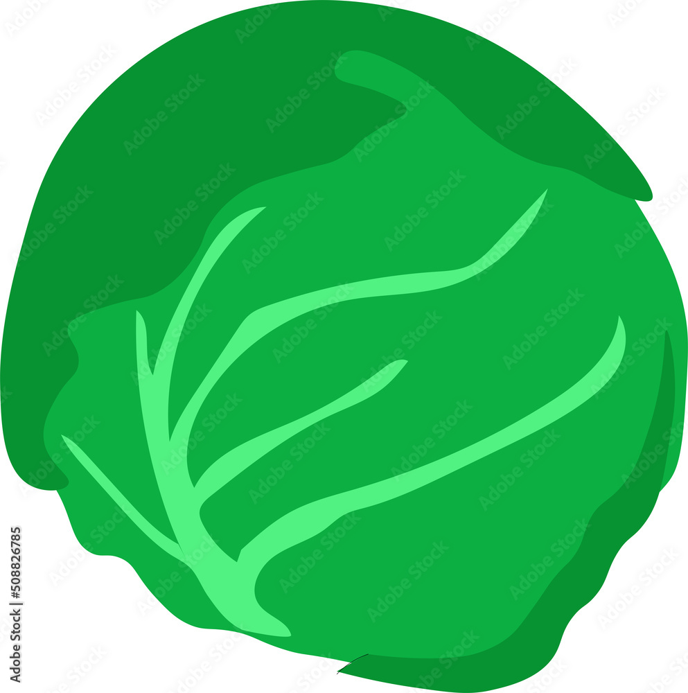 cabbage cabbage