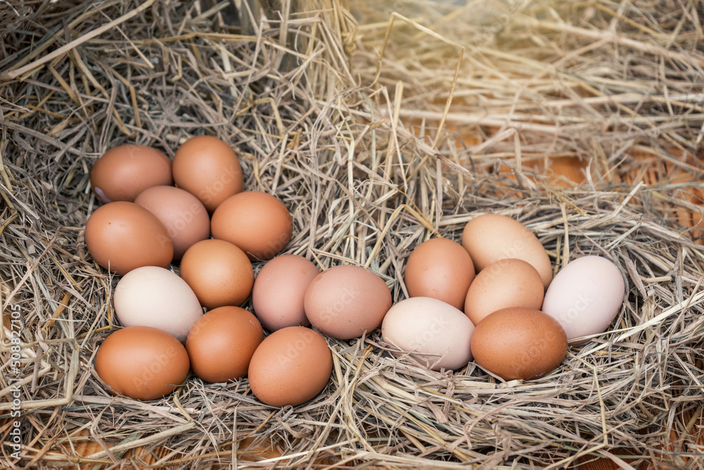 many organic eggs from hens that eat natural food on the straw with a wooden table background. many organic eggs from hens that eat natural food on the straw with a wooden table background.